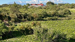 Cata de vinos y visita guiada en Domaine Olivier Pithon