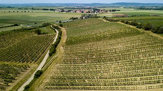 Dégustation de vins et visite au Weingut Hebenstreit
