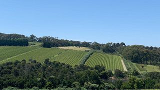 Montalto Winery