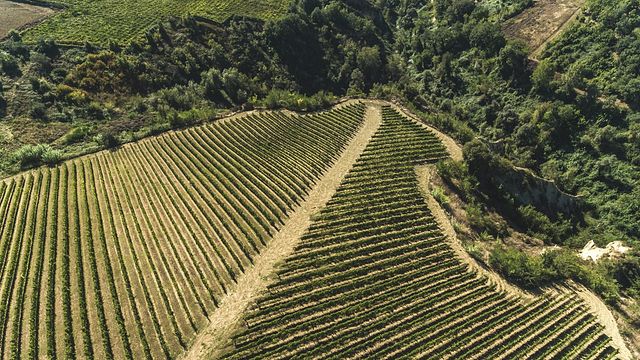 Fattoria Gaglierano