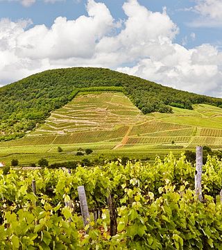 Barta Winery