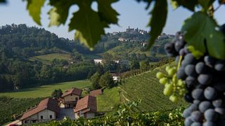 Wine Tasting and Tour at Rovero Winery