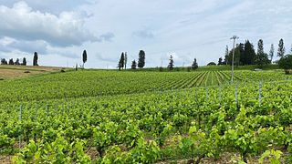 L’Agona Vini