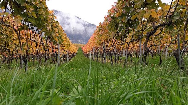 Degustação de vinhos clássicos no Luisier Vin