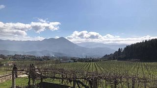 Cata de vinos y visita guiada en Turra Wines