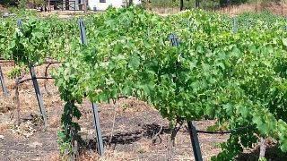 Lunch and dinner at Monti Rossi Etna Wines