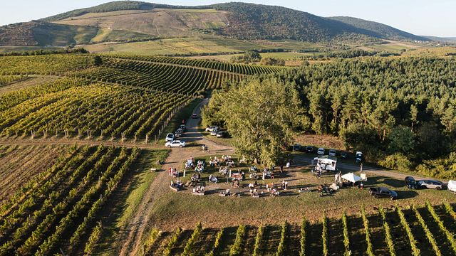 Cata de vinos de calidad y visita a los viñedos de la bodega Tóth Ferenc
