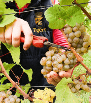 Weingut Egert