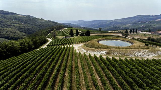 Découvrez les vins du Cru Tedeschi