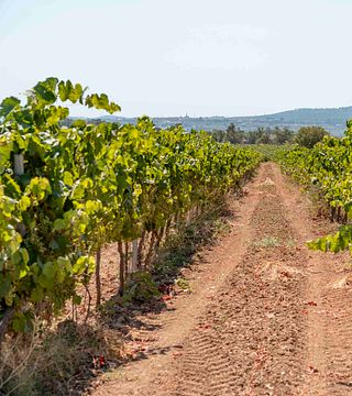 Ein erstklassiger Besuch in Cava Rovellats
