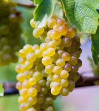 Degustazione di vini e tour presso l'azienda vinicola Bargiela Bienati