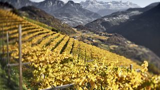 Degustazione e visita alla Cantina di Bolzano