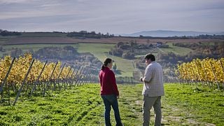 De Cracóvia: Degustação de vinhos no Vineyard