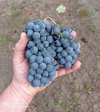 Barbera d'Asti vertical: three vintages, a journey through time