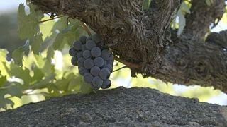 Castilla y León: Rufete Vines & Terroir Tasting Adventure