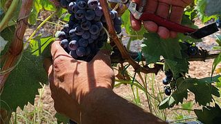 Gurrieri Winery