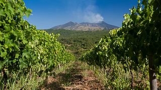 Degustación y almuerzo ligero en Tenuta Monte Gorna