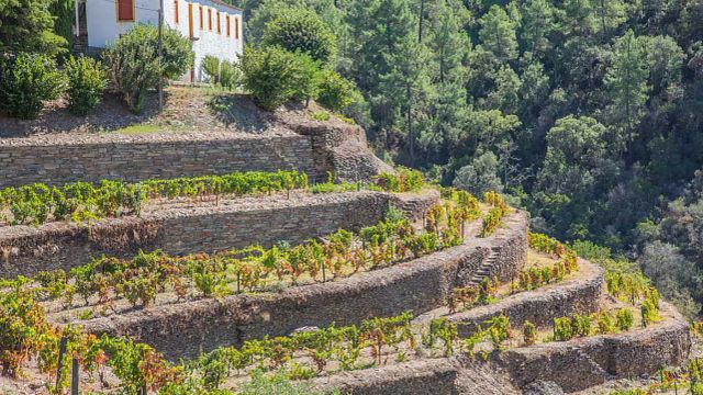 Tour privato premium della valle del Douro: visita 2 cantine, con pranzo e giro in crociera sul fiume
