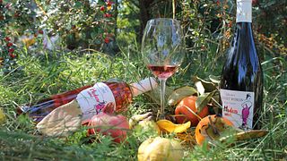 Degustação de vinhos e tour na Madam Wine