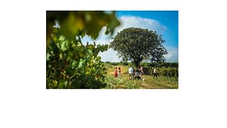 Mas Comtal Winery