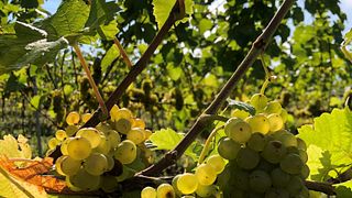 Weingut Erben von Beulwitz