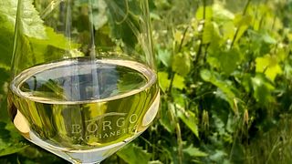 Tour und Weinprobe im Borgo Paglianetto