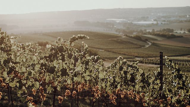 Weingut Braunewell
