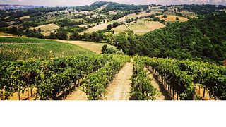 Colli Di Castelfranci