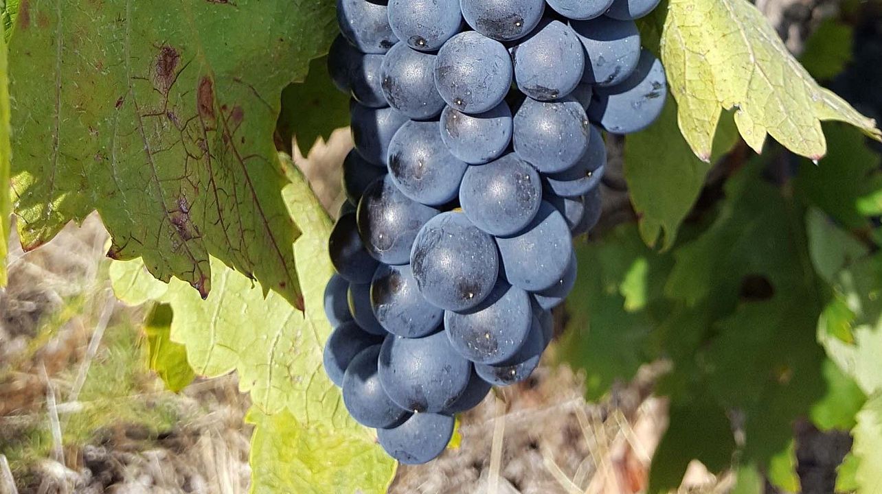 Minnesvärd rundtur på Domaine De L'oustal Blanc