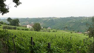Degustação de vinhos e tour na Cantina Giovanni Molettieri