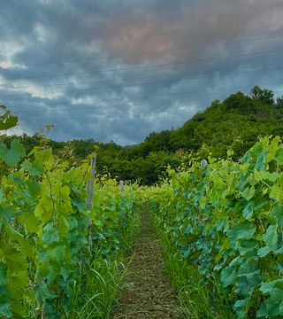 Degustazione di vini al vino Japaridze