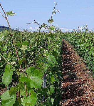Domaine Serrigny Francine & Marie-Laure