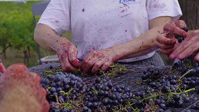 Cata de vinos y tour en Un Coin Sur Terre