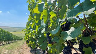 Moravia's Organic Wine Journey at Springer Winery