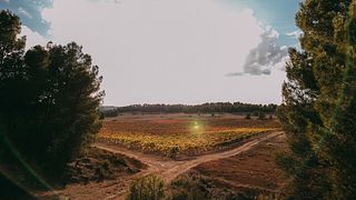 Cata de vinos y visita con enólogo en Bodegas Vegalfaro