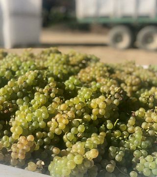 Dog Point Vineyard