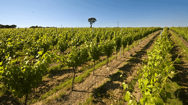 Court Garden Winery