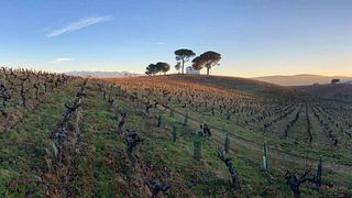 Dégustation de vins haut de gamme et visite à Cantariña Vinos de Familia
