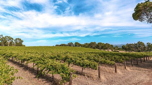 Paisley Footprints Farm and Vineyard Family Experience
