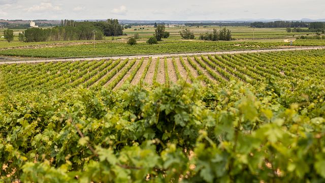 Experiência de harmonização Tinto Fino 