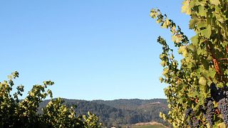Weinprobe und Tour bei Meadowcroft Wines