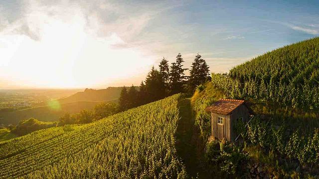 Dégustation et visite des vins de la cave Oberkircher Winzer
