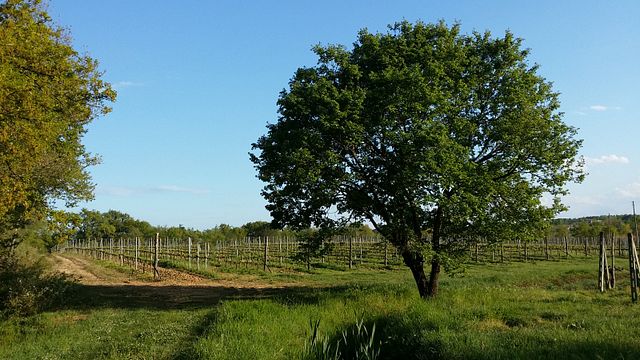 Podere Marella