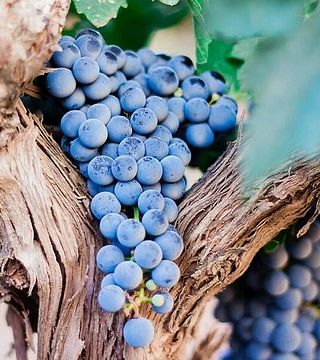 Cata de vinos populares en Cavas Naveran