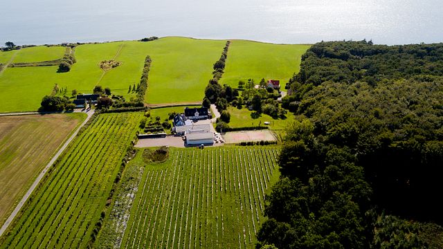 Vinprovning och ljudtur på Vesterhave Vingaard