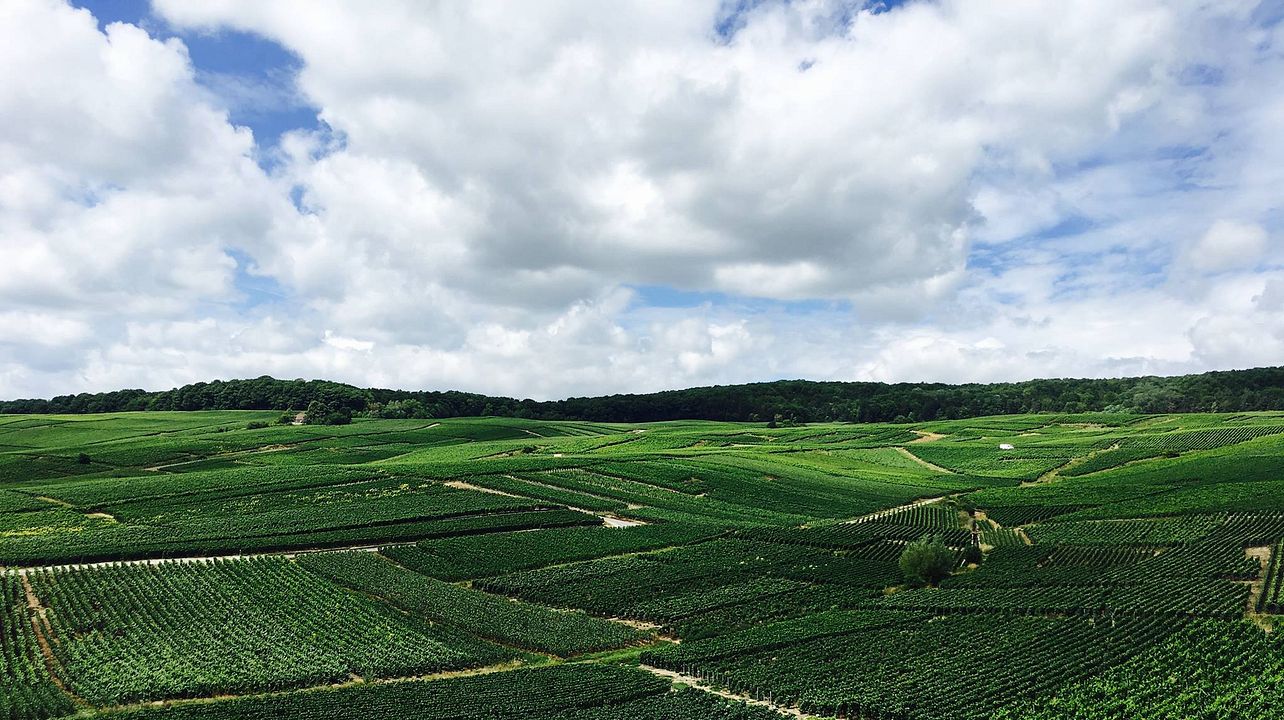 Vinprovning och rundtur på Champagne Ellner