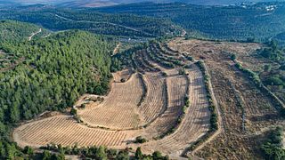 Degustazione di vini e tour ai vigneti di Tzora