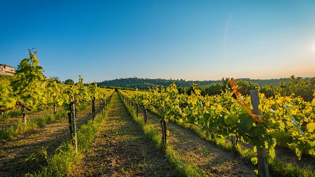 Degustação de vinhos e tour na Azienda Agricola Giribaldi