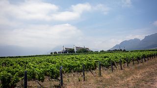 Cata de vinos y visita guiada a Longridge Wine Estate