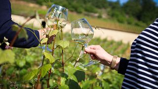 Cata de vinos y visita guiada a la Maison Chanzy